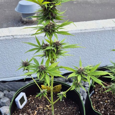BCN Critical XXL Autoflower growlog timeline photo