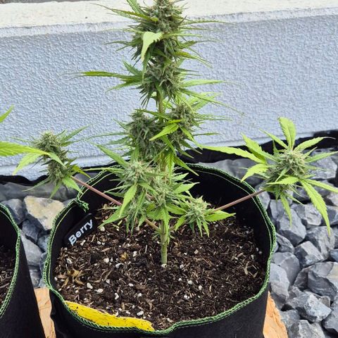 Blackberry Gum Autoflower growlog timeline photo