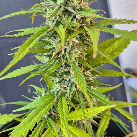 Blackberry Gum Autoflower growlog timeline photo