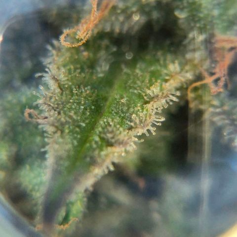 Blackberry Gum Autoflower growlog timeline photo