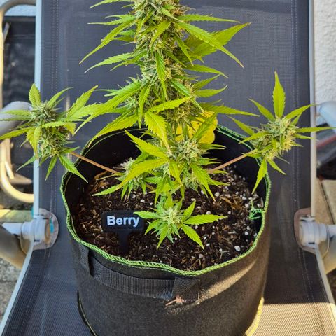 Blackberry Gum Autoflower growlog timeline photo