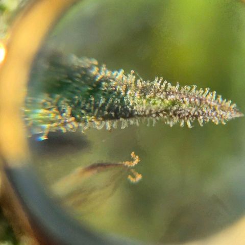 Blackberry Gum Autoflower growlog timeline photo