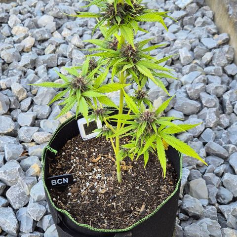 BCN Critical XXL Autoflower growlog timeline photo