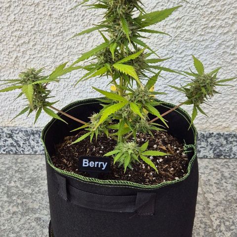 Blackberry Gum Autoflower growlog timeline photo