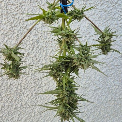 Blackberry Gum Autoflower growlog timeline photo