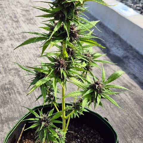 BCN Critical XXL Autoflower growlog timeline photo