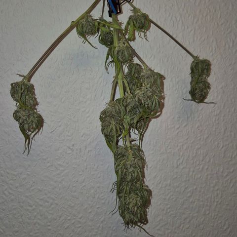 Blackberry Gum Autoflower growlog timeline photo
