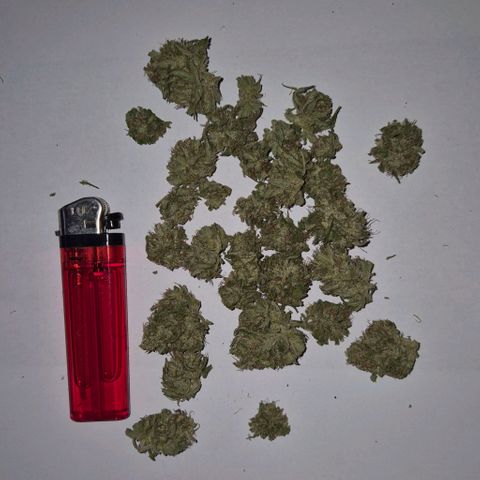 Blackberry Gum Autoflower growlog timeline photo