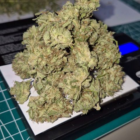 Blackberry Gum Autoflower growlog timeline photo