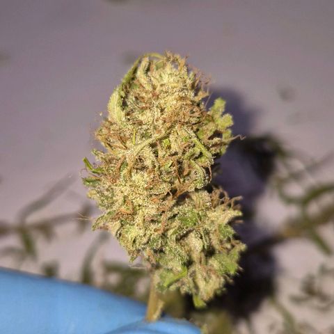 Blackberry Gum Autoflower growlog timeline photo