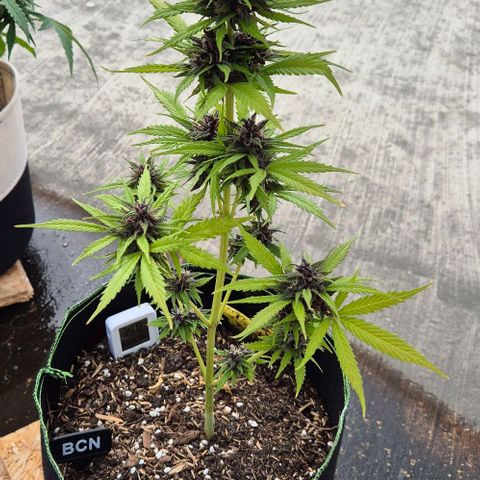 BCN Critical XXL Autoflower growlog timeline photo