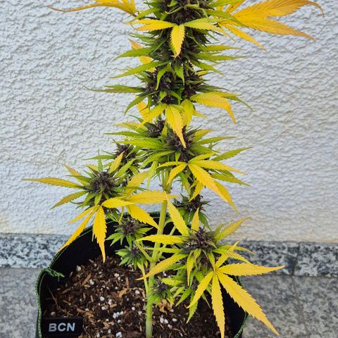 BCN Critical XXL Autoflower growlog timeline photo