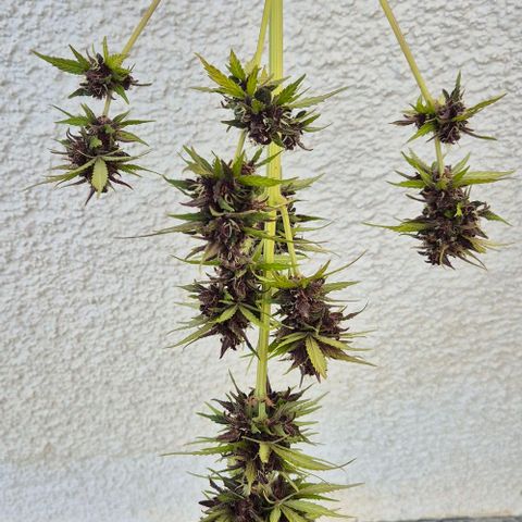 BCN Critical XXL Autoflower growlog timeline photo