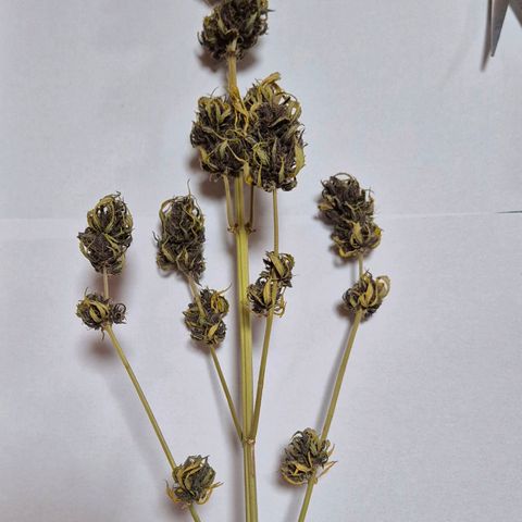 BCN Critical XXL Autoflower growlog timeline photo