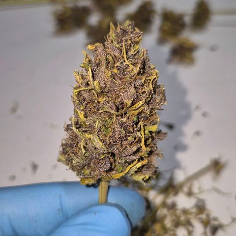 BCN Critical XXL Autoflower growlog timeline photo