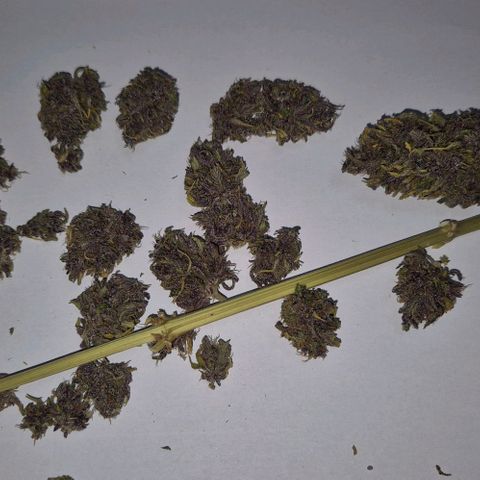 BCN Critical XXL Autoflower growlog timeline photo