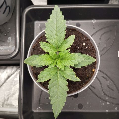 KC 36 1 growlog timeline photo