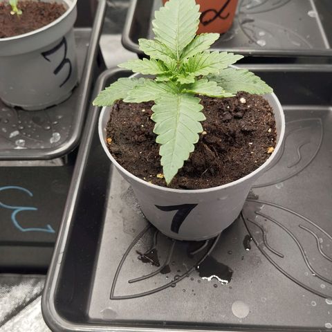 KC 36 1 growlog timeline photo