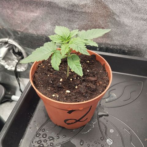 KC 36 2 growlog timeline photo