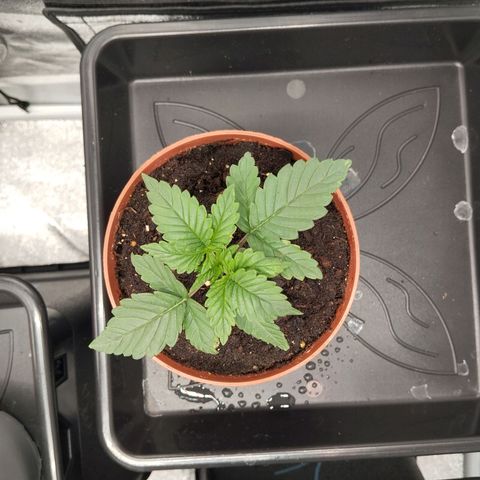 KC 36 2 growlog timeline photo
