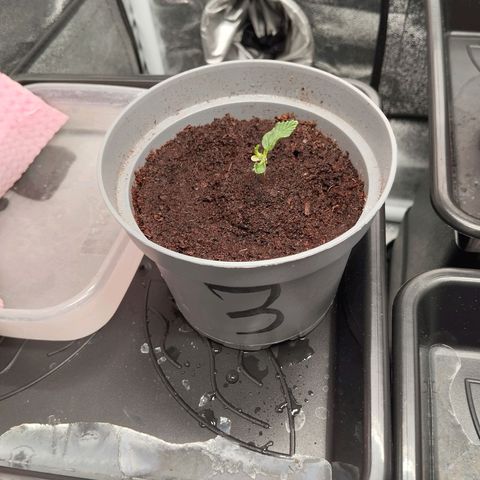 KC 36 3 growlog timeline photo