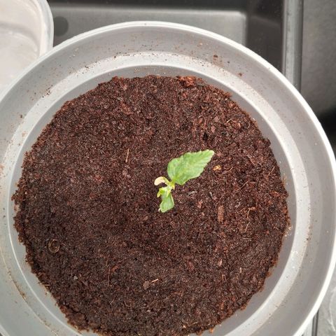 KC 36 3 growlog timeline photo