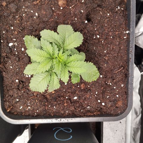 KC 36 1 growlog timeline photo