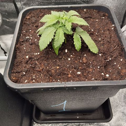 KC 36 1 growlog timeline photo