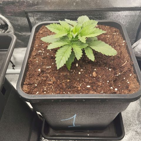 KC 36 1 growlog timeline photo