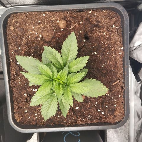 KC 36 1 growlog timeline photo