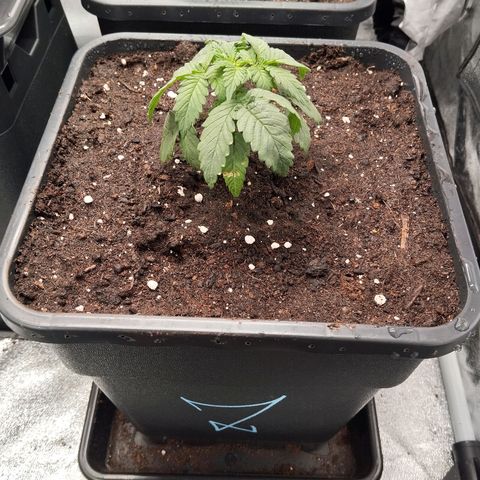 KC 36 2 growlog timeline photo