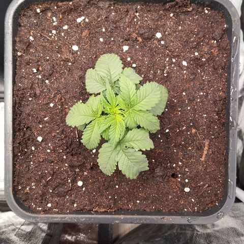 KC 36 2 growlog timeline photo