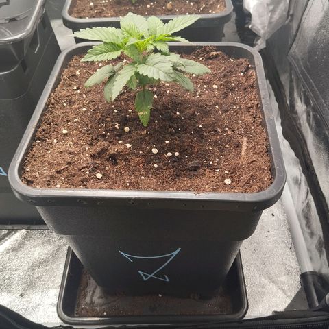 KC 36 2 growlog timeline photo