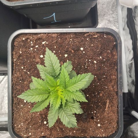 KC 36 2 growlog timeline photo