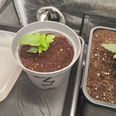 KC 36 3 growlog timeline photo