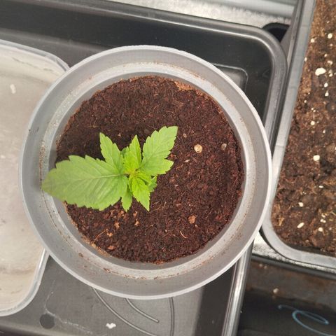 KC 36 3 growlog timeline photo