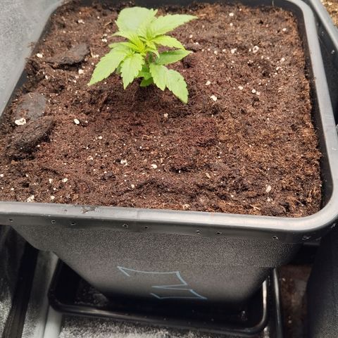 KC 36 3 growlog timeline photo