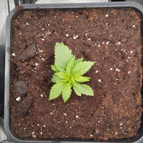 KC 36 3 growlog timeline photo