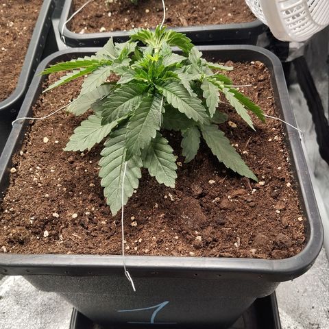KC 36 1 growlog timeline photo