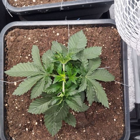KC 36 1 growlog timeline photo