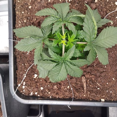 KC 36 2 growlog timeline photo