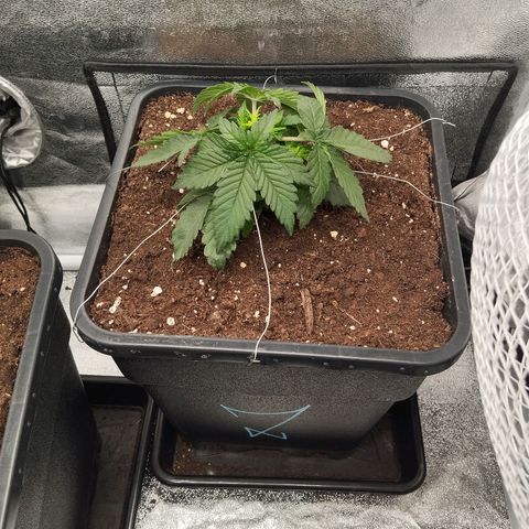 KC 36 2 growlog timeline photo