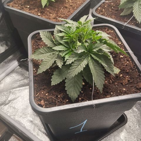 KC 36 1 growlog timeline photo