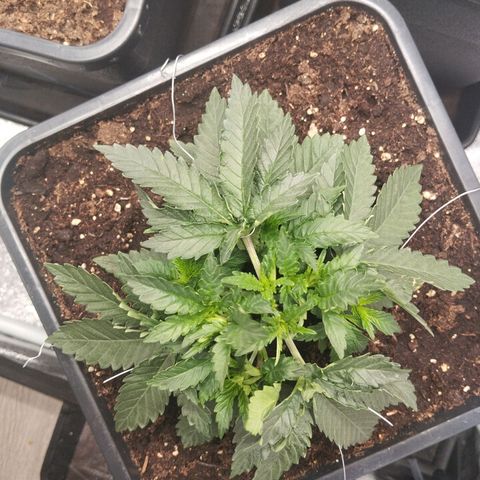 KC 36 1 growlog timeline photo
