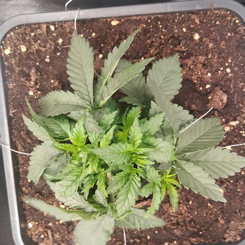 KC 36 2 growlog timeline photo