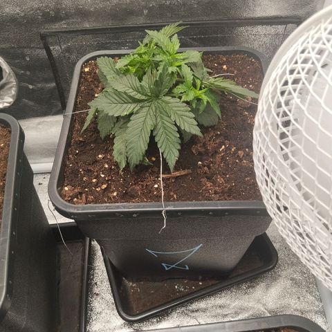KC 36 2 growlog timeline photo