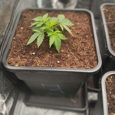KC 36 3 growlog timeline photo