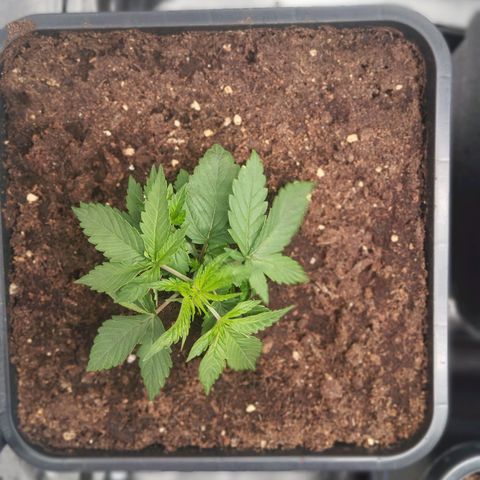KC 36 3 growlog timeline photo