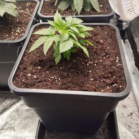 KC 36 3 growlog timeline photo