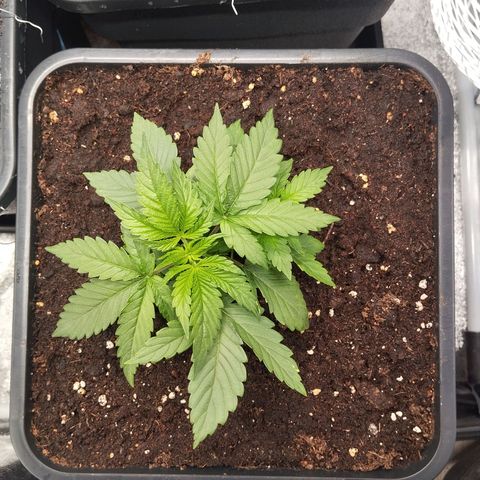 KC 36 3 growlog timeline photo